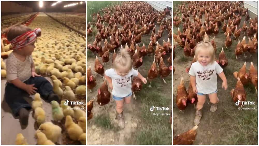 Baby and chickens played/kid carried big chicken without fear.