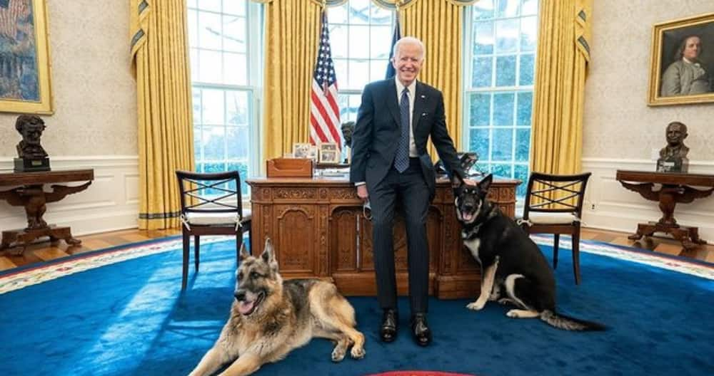 Joe Biden's Dog Major to Get Extra Training after Two Biting Incidents