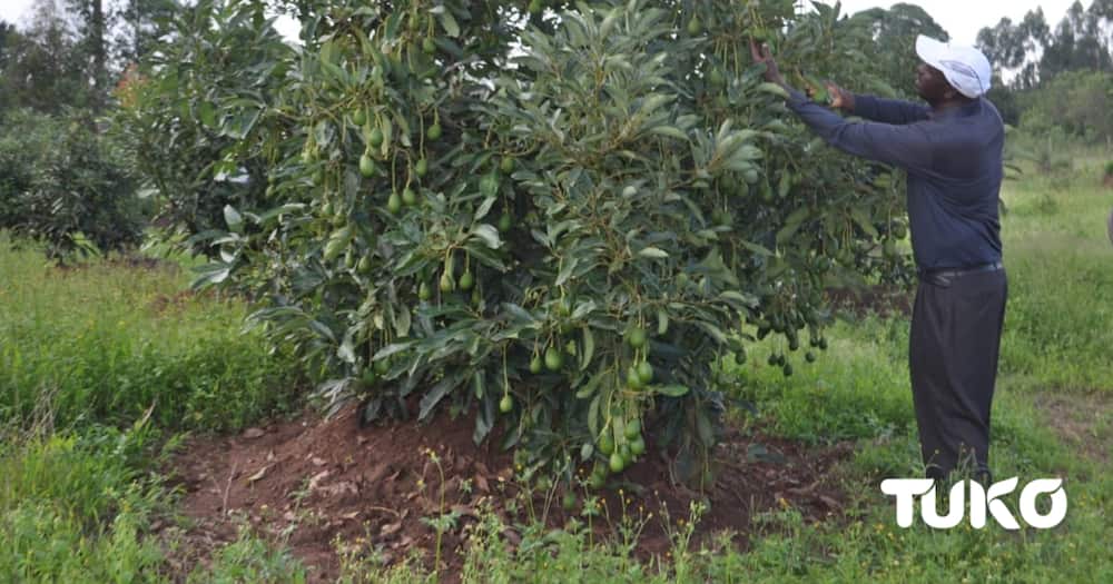 Ex-Presidential Escort Officer Finds Gainful Venture In Avacado Farming After Leaving Forces.