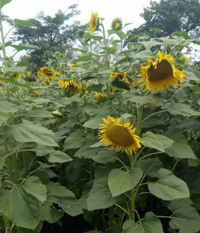 Kenya Seed Company varieties