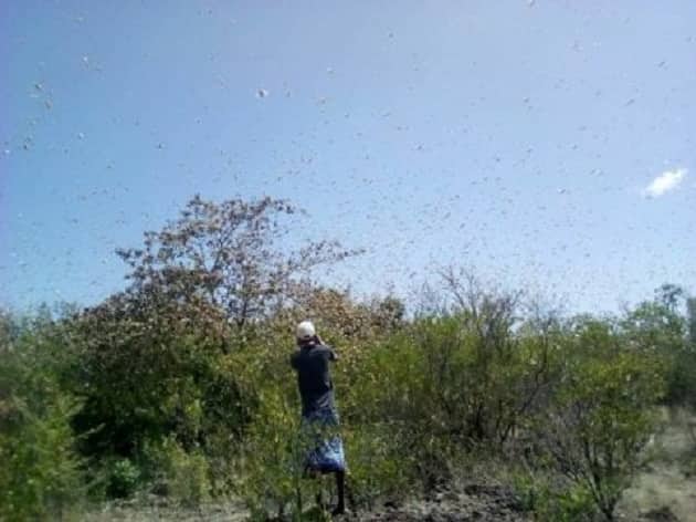 Kenyans descend on US media after reporting cows' reactions on locust invasion