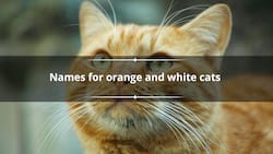 300 names for orange and white cats (Good and cute suggestions)