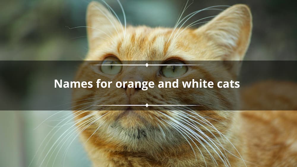 An orange and white cat looking up in the air.