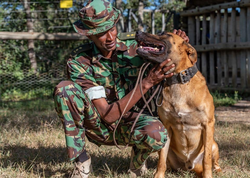 Farewell Diego: Heroic dog saving Kenya's rhinos dies