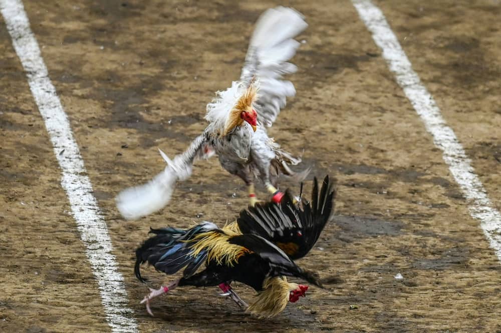 Cockfighting is hugely popular in the Philippines, where millions of dollars are bet on matches every week
