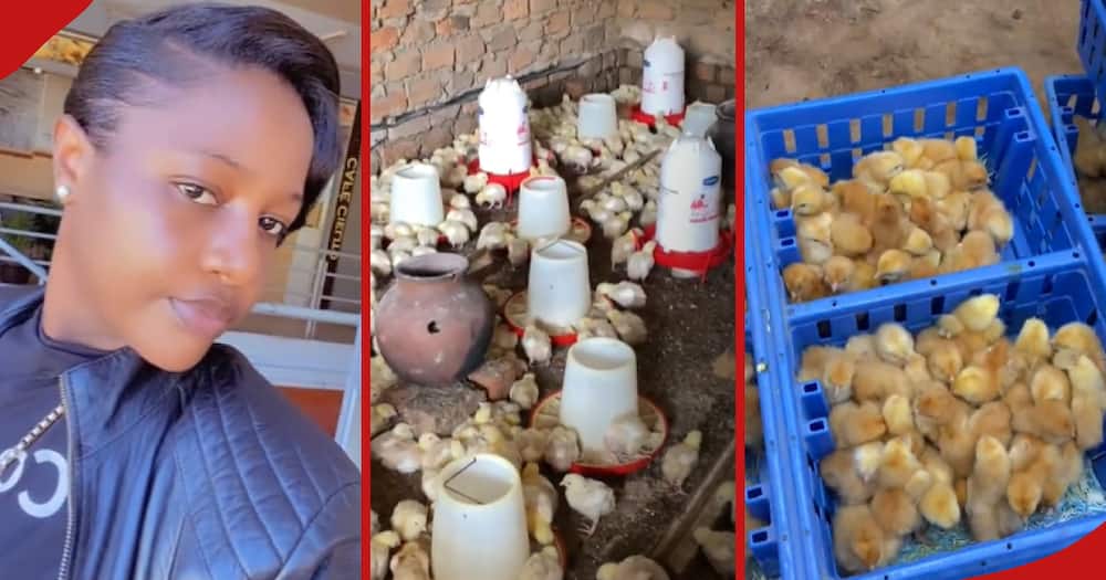 Una mujer deja su trabajo en Dubái para empezar a criar aves y muestra su éxito en un vídeo de TikTok: “La decisión correcta”
