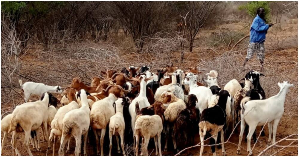 Herder and his sheep