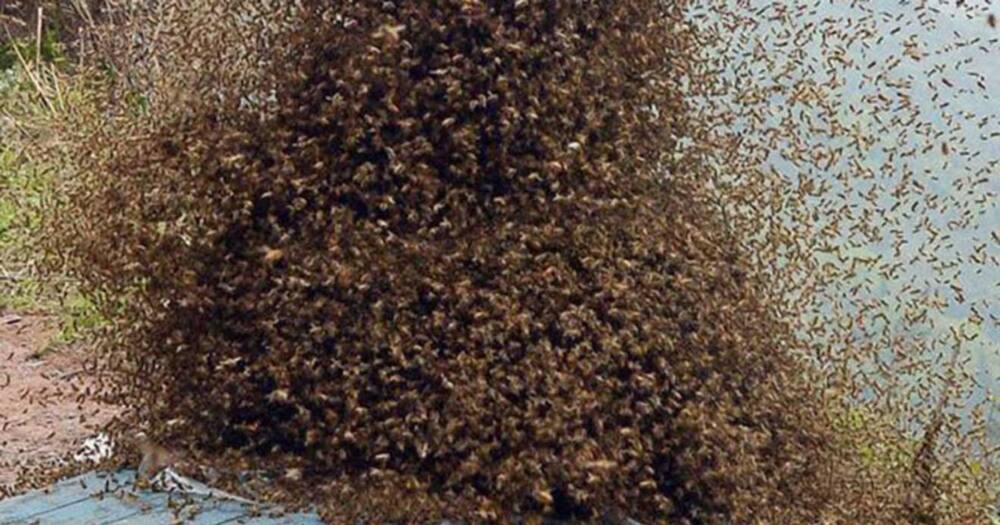 A swarm of bees. Photo: BeeCulture.