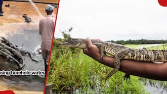 Kenyan Man Explains Requirements to Start Crocodile Farming: "Small One at KSh 200k"