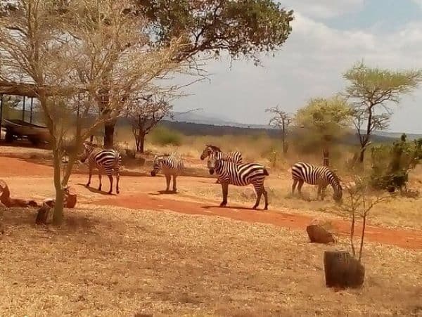 Zebras in Mwea National Reserve
