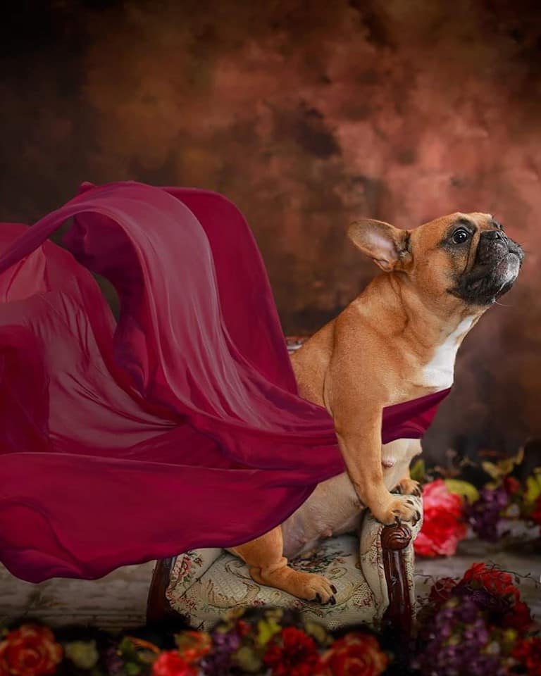 Creative photographer melts hearts with photoshoot of expectant dog and its baby daddy