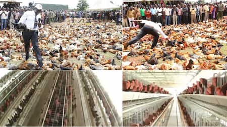 William Ruto's Farm: Inside President's Sugoi Chicken Enterprise Earning Him Over KSh 1m Daily