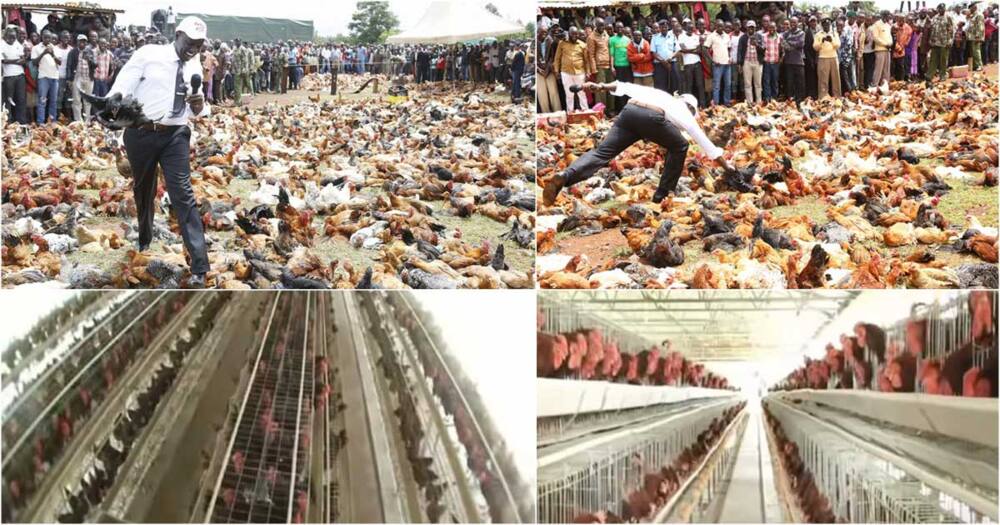 William Ruto the chicken farmer.