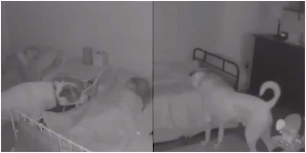 The loyal dog checks on its owner's sleeping kids every night