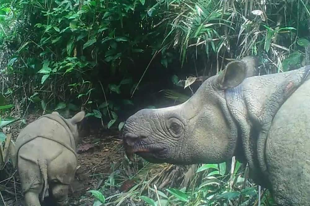 It is believed only 75 Javan rhinos remain in existence