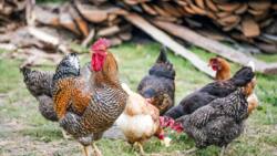 5 best chicken house plans for 500 chickens (layers) in 2023