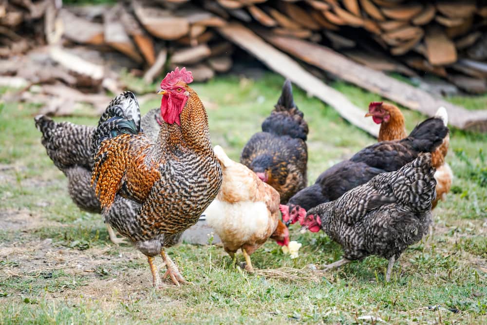 5 greatest rooster home plans for 500 chickens (layers) in 2023