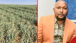 Kenyan Businessman Recalls Losing KSh 1.2m to Garlic Farming after Failing to Research