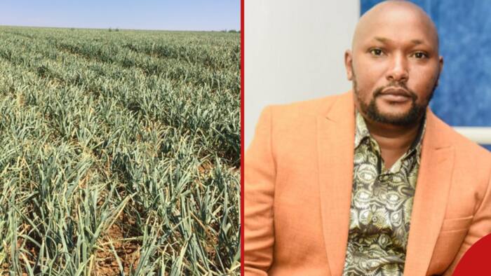 Kenyan Businessman Recalls Losing KSh 1.2m to Garlic Farming after Failing to Research