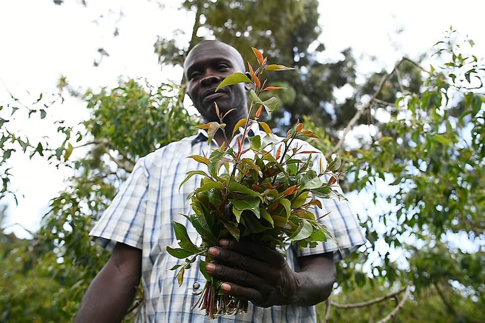 Khat grower David Muchoka is among those desperate to see the resumption of air links to Mogadishu