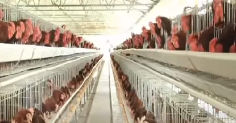 Chief Hustler: X Photos of William Ruto's Multi-Million Poultry Project in Sugoi