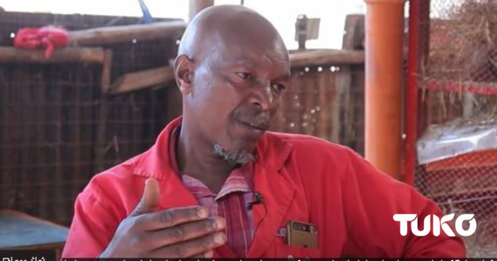 Nakuru rabbit farmer.