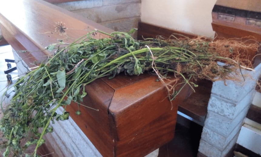 Two women in court for plucking black jack weeds from Embu farm