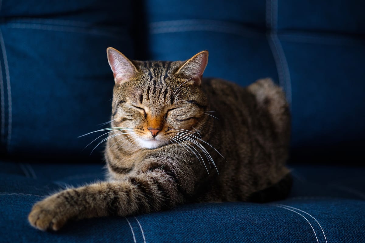 150+ Male Tabby Cat Names For Your Stripped Furry Friend - Tuko.co.ke