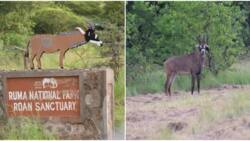 Ruma National Park: Kenya's Last Remaining Sanctuary Protecting Country's Only Remaining 25 Roan Antelopes