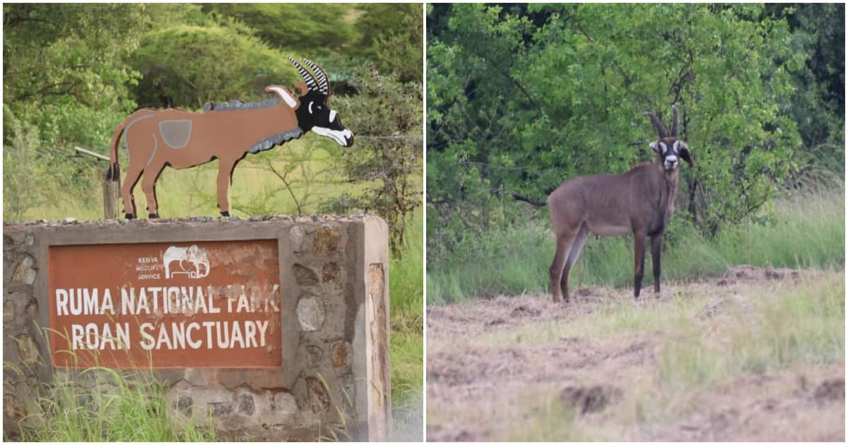 Ruma National Park Kenyas Last Remaining Sanctuary Protecting Country