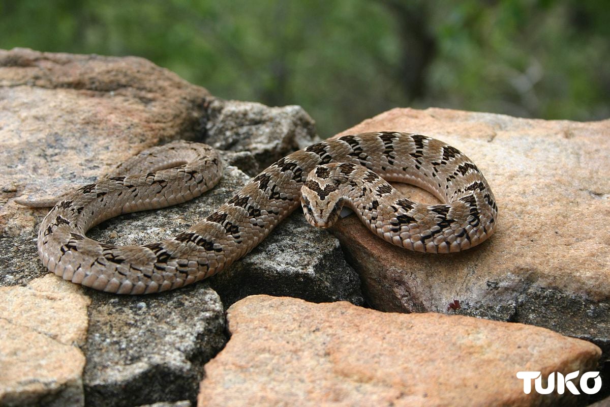 snakes-in-kenya-7-most-common-types-you-ll-encounter-tuko-co-ke