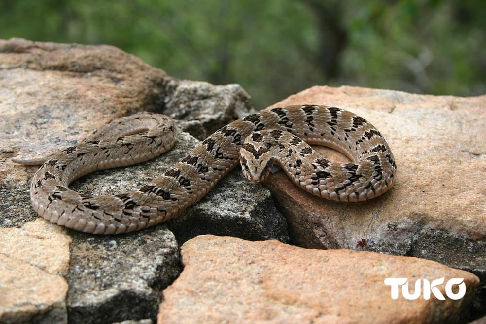 poisonous snakes in Kenya