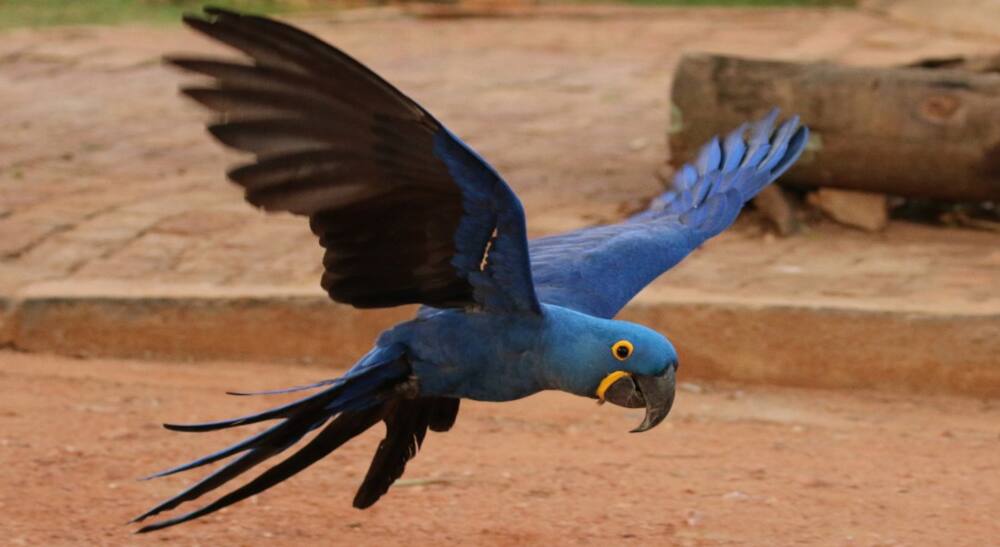 Hyacinth macaw: 10 interesting facts about the parrot