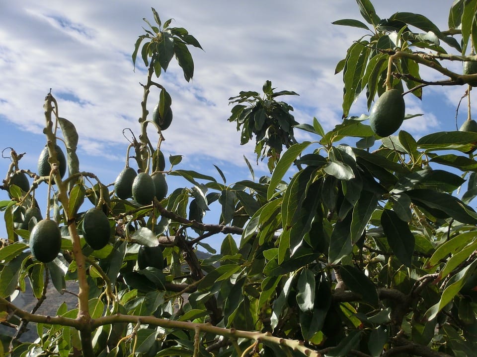 hass avocado farming in Kenya