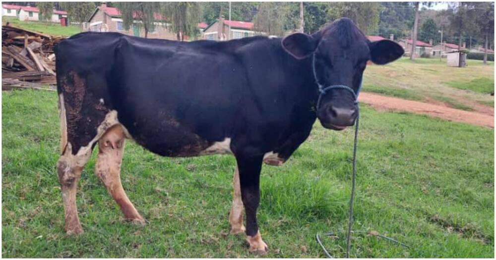 Friesian cow