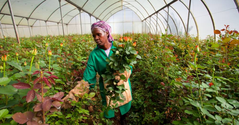 Kenya’s exports grow by 11.5% between January and August pushed by horticulture.