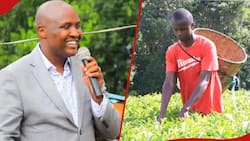 Alfred Keter Offers Scholarship to Boy Who Learnt about Scoring A in KCSE while Plucking Tea