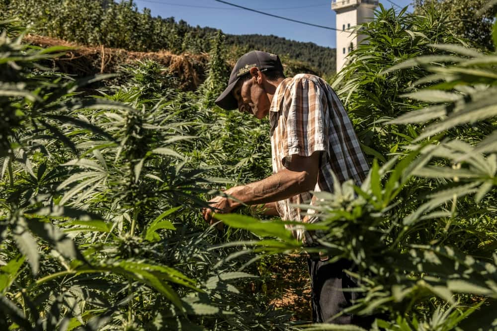 A farmer inspects plants in a cannabis field in Morocco's Ketama area at the foot of the mountainous region of Rif