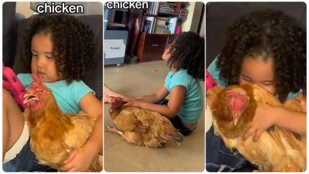 Photo of little girl and chicken