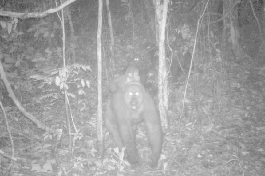 Gorillas thought to be extinct spotted with multiple children