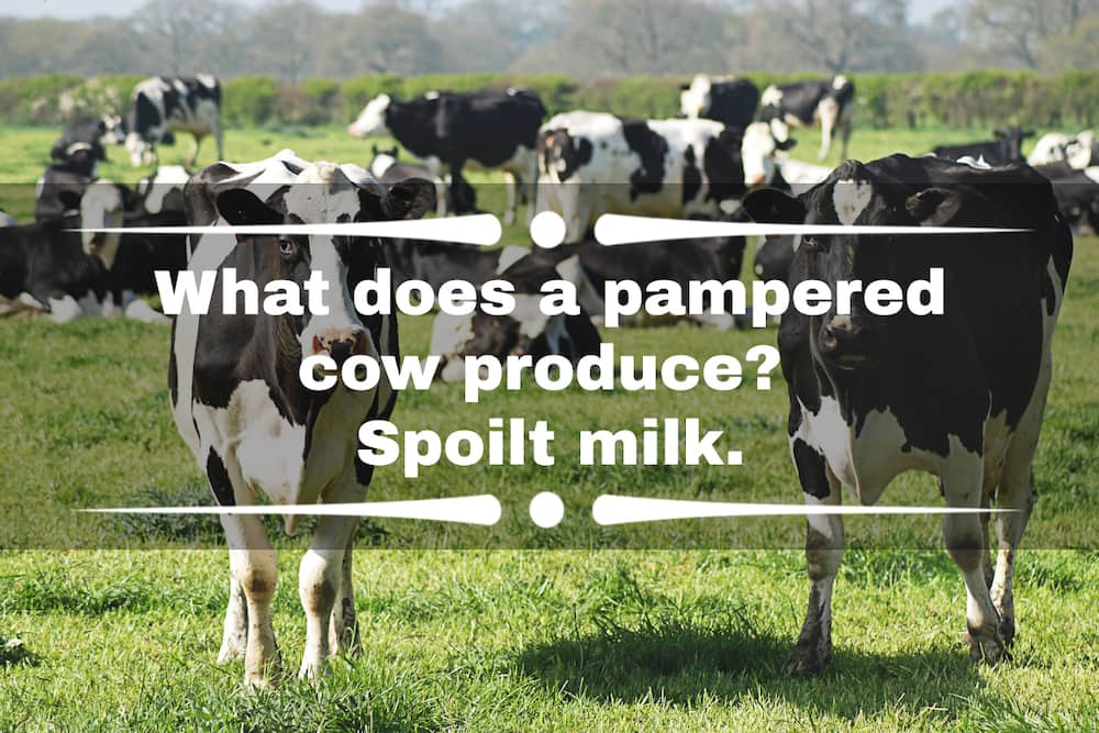 50+ funniest cow puns and jokes that will lift your mood 