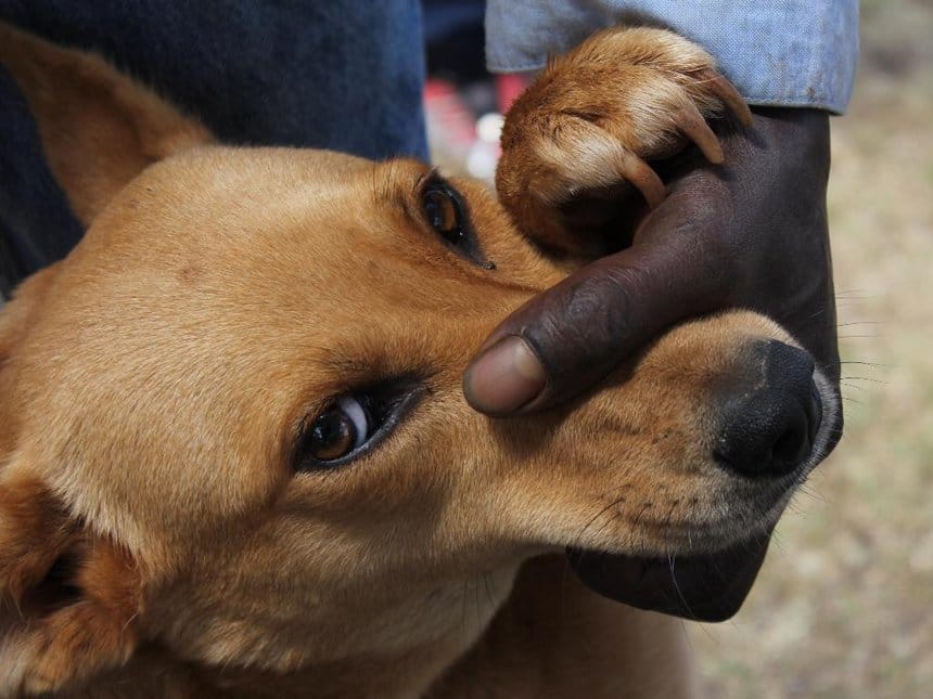 Kisa cha mzee wa Embu aliyemuuma mbwa kumuokoa mwanafunzi