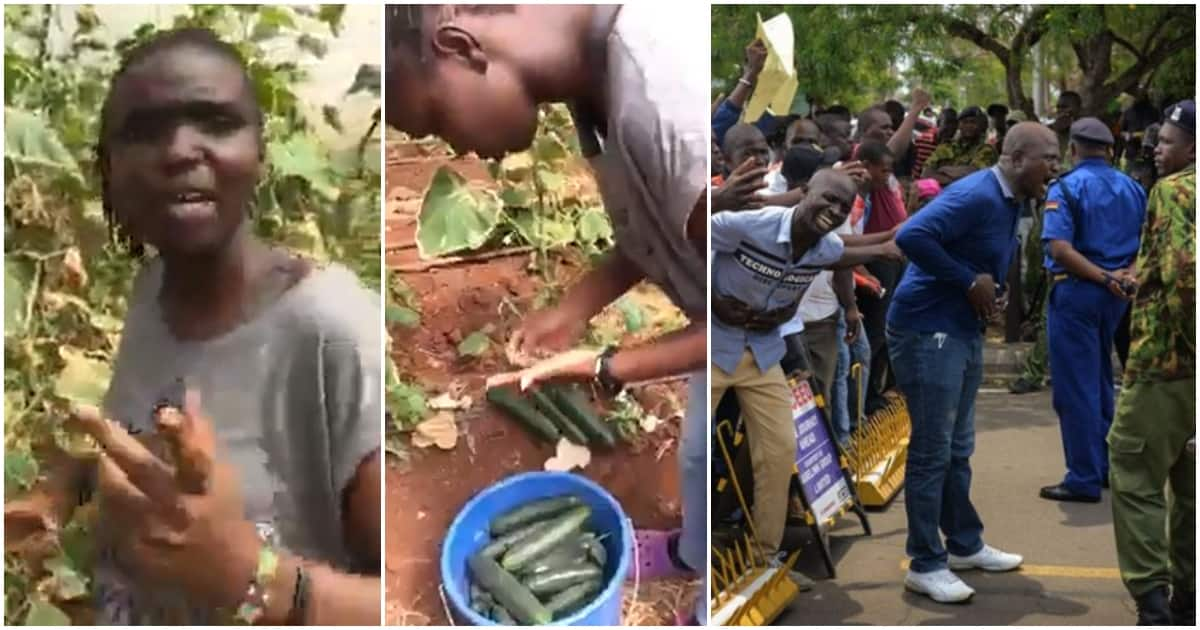 Twitter Video of Lady Rapping About Social Injustices While Farming Goes Viral: “Reality Ya Kenya”