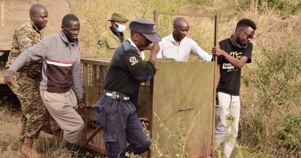 The leopard was spotted at Daystar University's Main Campus in Athi River.