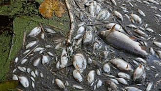 Poland blames toxic algae for Oder river fish kill