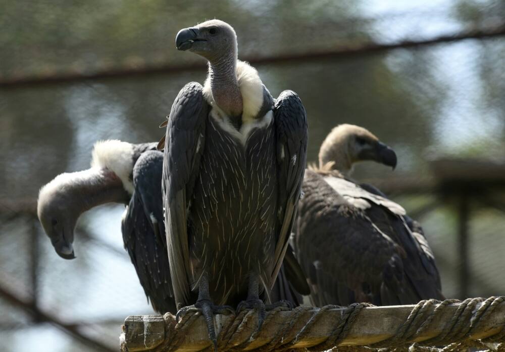 The white-backed vulture is listed on the IUCN's 'red list' of critically-endangered bird species