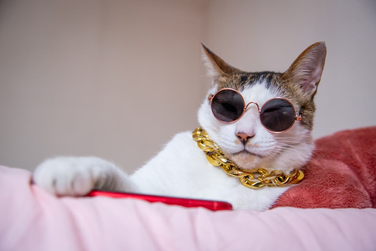 200+ trending cat hashtags to grow your Instagram or TikTok account -  