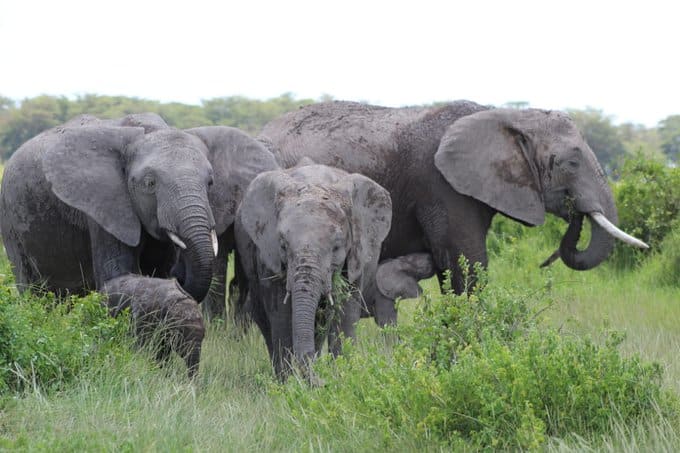Rare occurrence as Kenyan elephant gives birth to twins