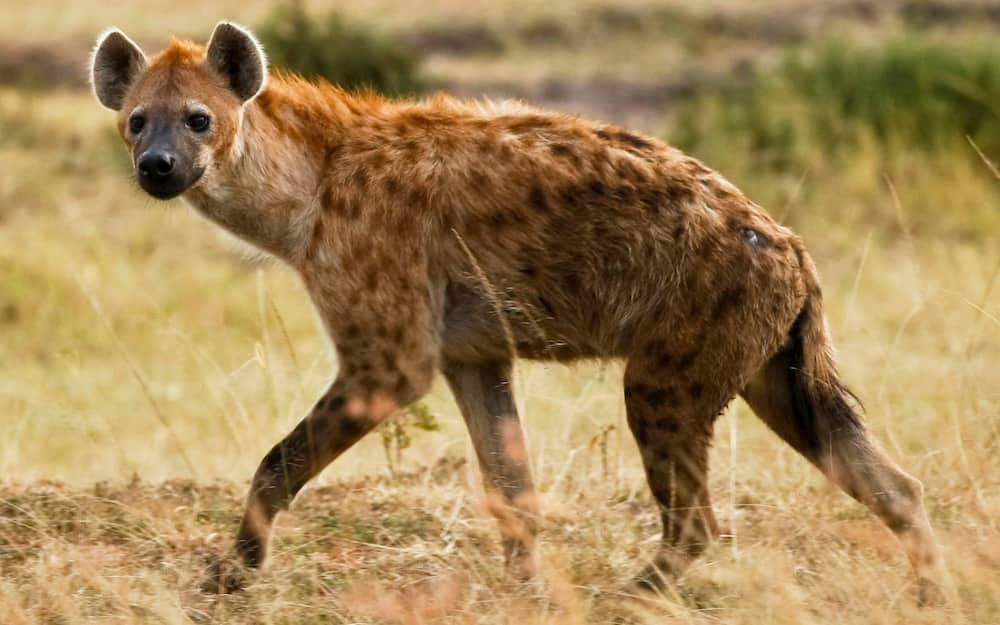 Hyena.