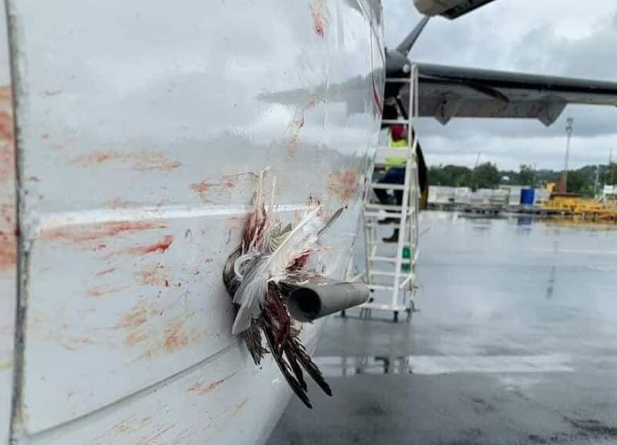 Scare as Tanzania airline suffers multiple bird strikes while landing